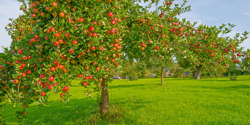 Streuobstwiese mit Apfelbaeumen