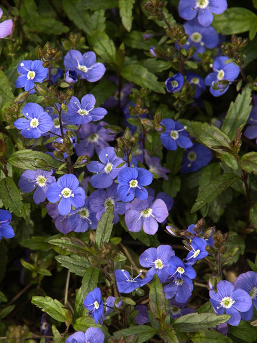 Veronica pedunculata 'Georgia Blue', Polster-Ehrenpreis, gestielter Ehrenpreis