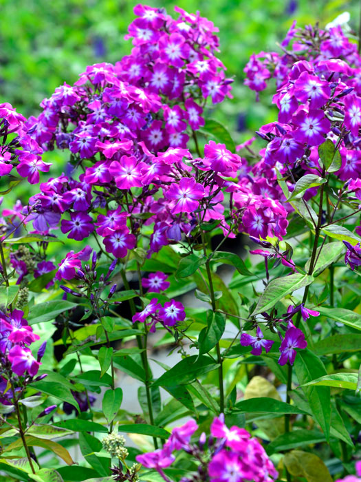 Phlox paniculata 'Uspech', Flammenblume, Sommerphlox