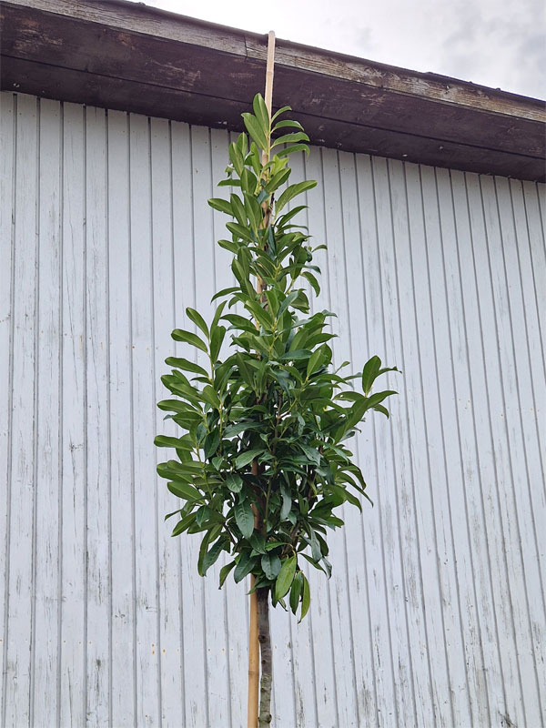 Prunus laurocerasus 'Genolia', Kirschlorbeer - Hochstamm