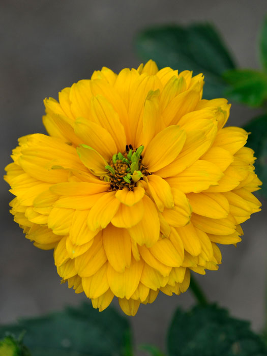 Heliopsis scabra 'Goldgrünherz', Sonnenauge