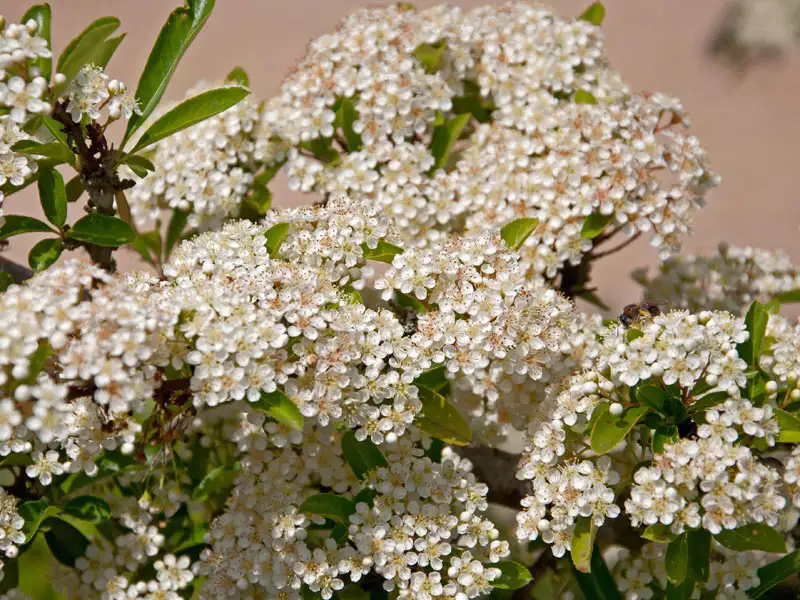 Bluetenstaende des Pyracantha Red Column aus der Naehe