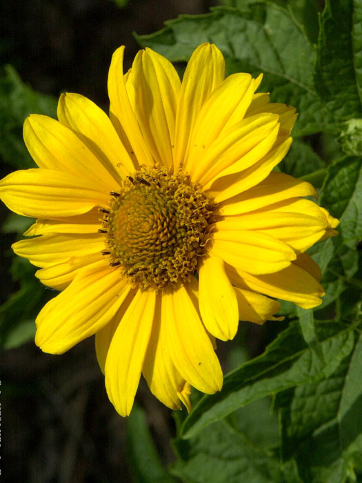 Heliopsis scabra 'Spitzentänzerin', Sonnenauge