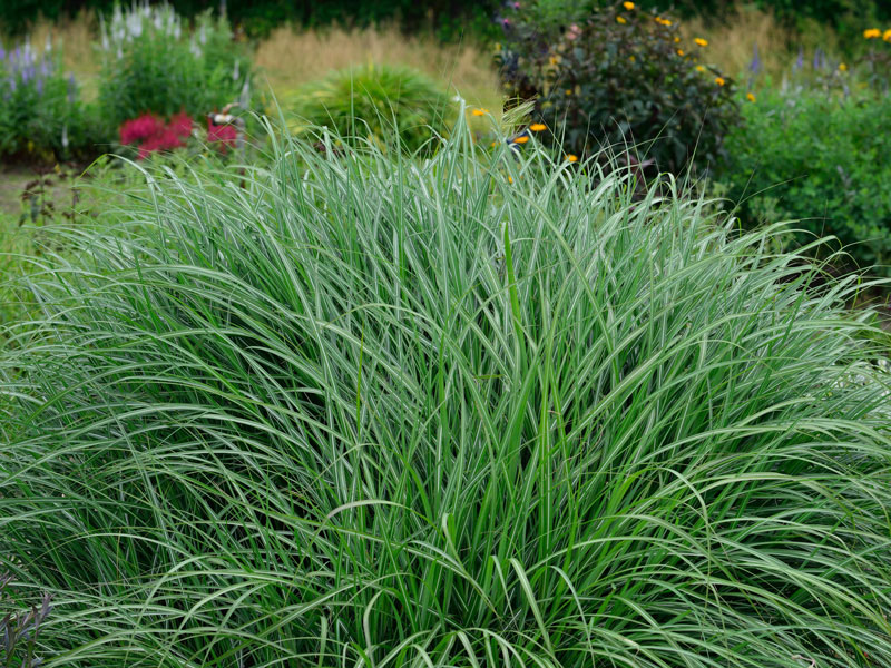 Miscanthus sinensis 'Adagio', China-Schilf