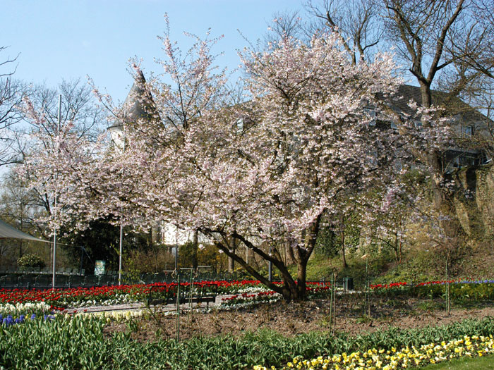 Frühe Zierkirsche Solitär