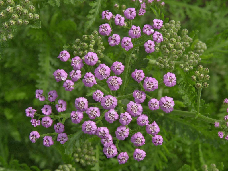 Nahaufnahme einer Achillea Lilac Beauty