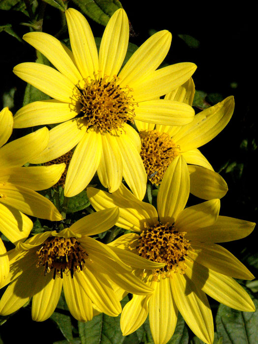 Helianthus microcephalus 'Lemon Queen', Kleinkopfige Sonnenblume