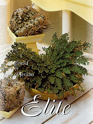 Rose von Jericho, Selaginella lepidophylla (Art.Nr. 597334)