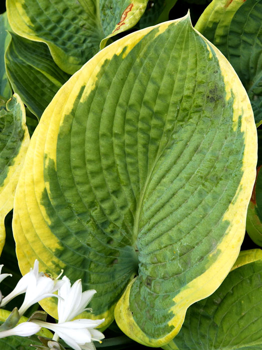 Hosta sieboldiana 'Frances Williams', Blaue Gelbrand-Funkie, Herzblatt-Lilie