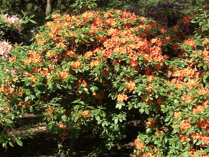 Rhododendron luteum 'Coccinea Speciosa', Sommergrüne japanische Gartenazalee