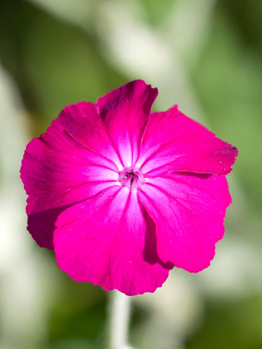 Lychnis (syn. Silene) coronaria, Himalaya-Lichtnelke, Kronen-Lichtnelke, Samtnelke