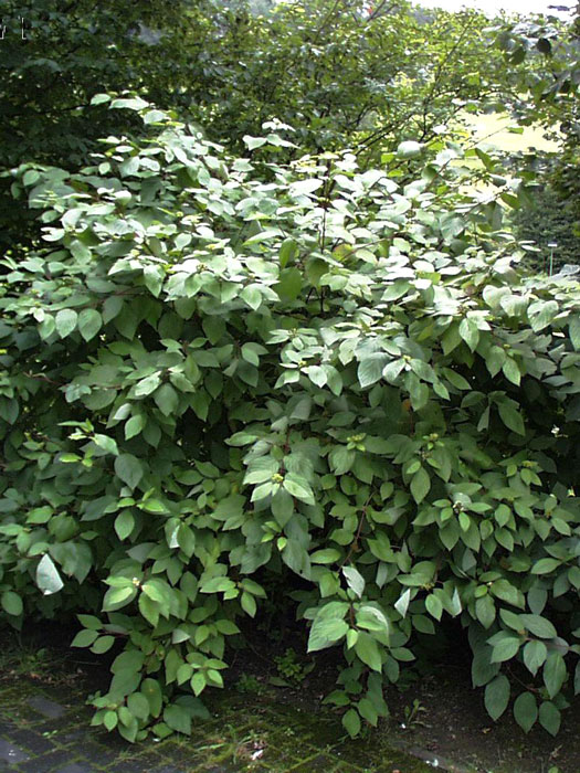 Cornus alba, Weißer Hartriegel