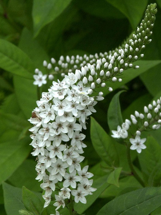 Lysimachia clethroides, Schnee-Felberich, Entenschnabel-Felberich