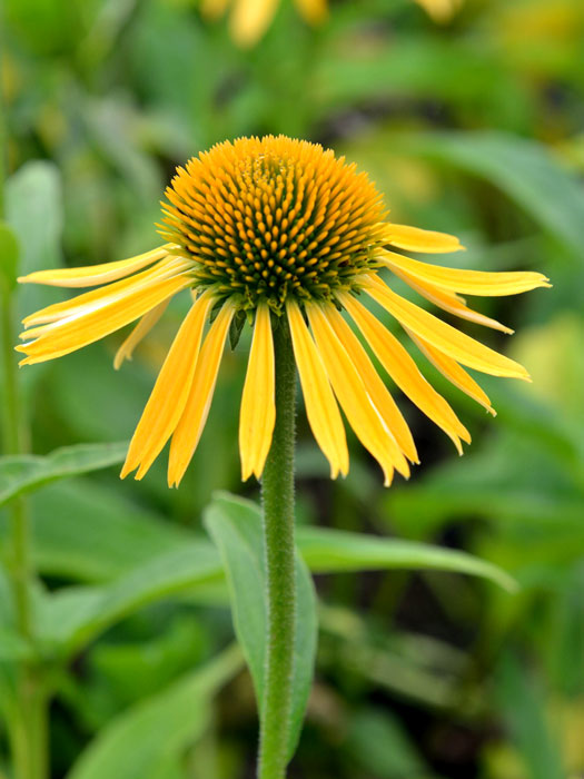 Echinacea purpurea 'Harvest Moon', Garten-Sonnenhut, Scheinsonnenhut