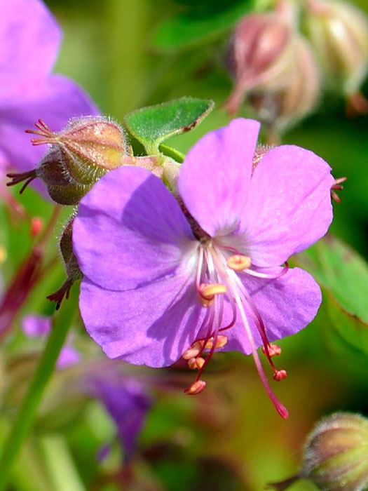 Violette Blüte des Storchschnabels 'Cambridge'