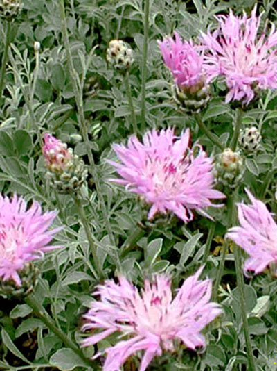 Centaurea bella, zierliche Silber-Flockenblume