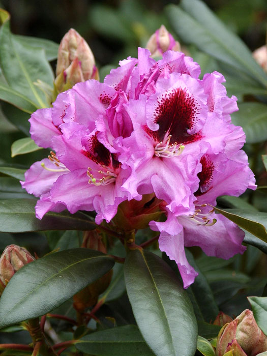 Rhododendron 'Kabarett'