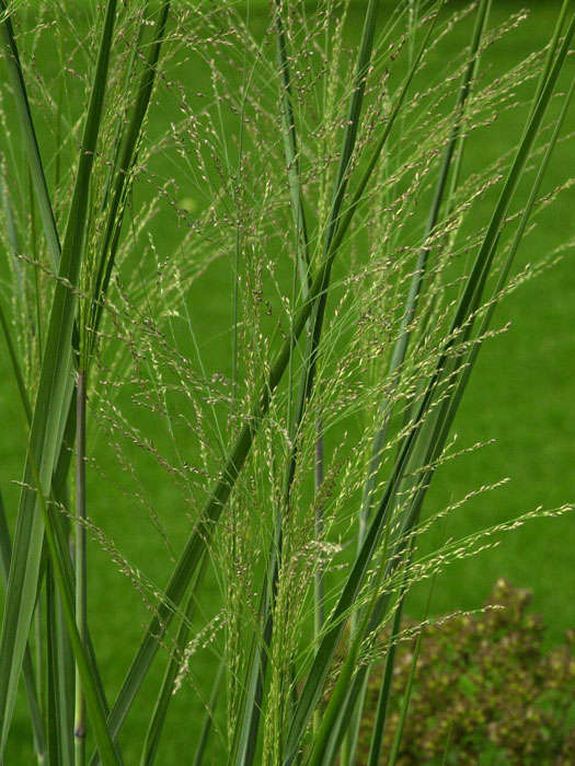 Panicum virgatum 'Cloud Nine', Riesen Ruten-Hirse, Zier-Hirse