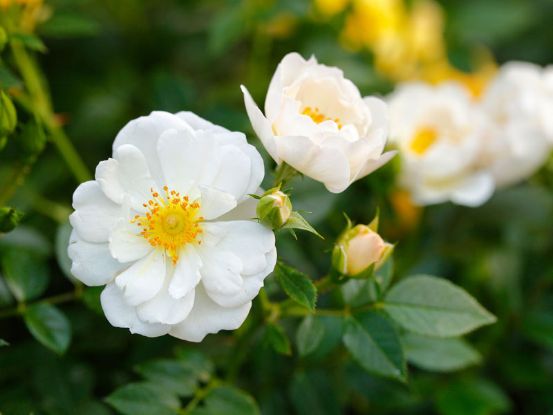 Bodendeckerrose 'Bienenweide-Weiß' ® - Tantau