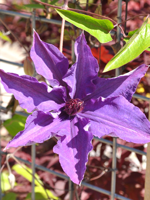 Blüte der Clematis 'The President'