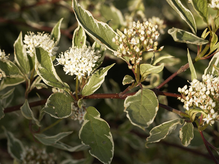 Blatt und Blüte des Weißbunten Hartriegels