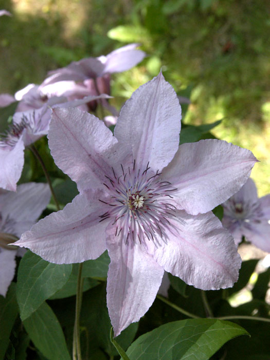 Die Clematis 'Hagley Hybrid'