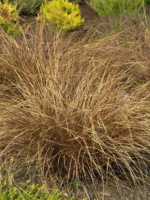 Carex buchananii, Fuchsrote Segge, Neuseeland-Segge