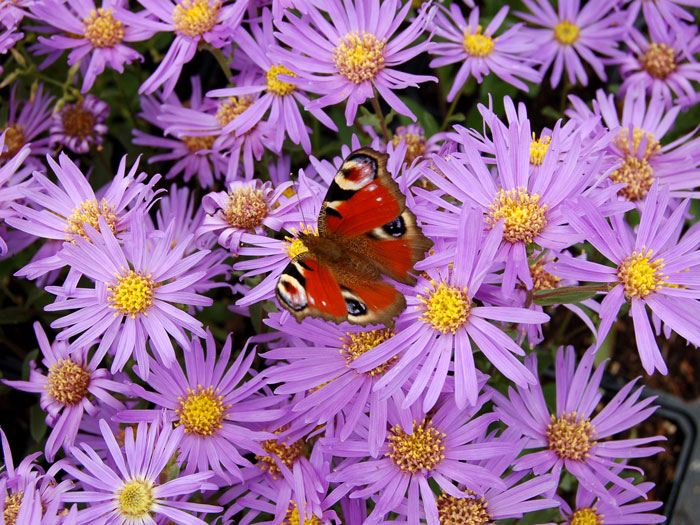 Aster amellus 'Sternkugel', Bergaster, Amellusaster