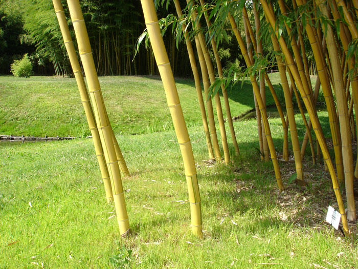 Phyllostachys vivax aureocaulis, Zauber-Bambus