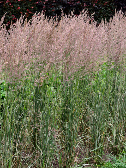 Calamagrostis x acutiflora 'Overdam' (M), Gestreiftes Reitgras, weißbuntes Sandrohr