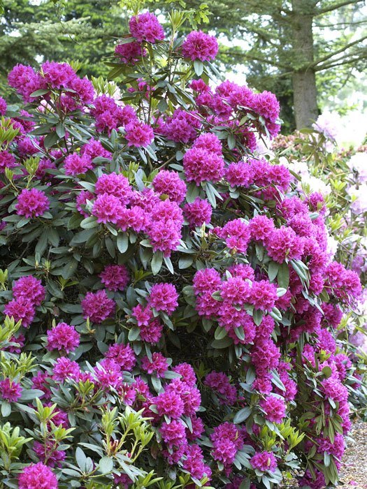 Rhododendron 'Dr. H. C. Dresselhuys' INKARHO®