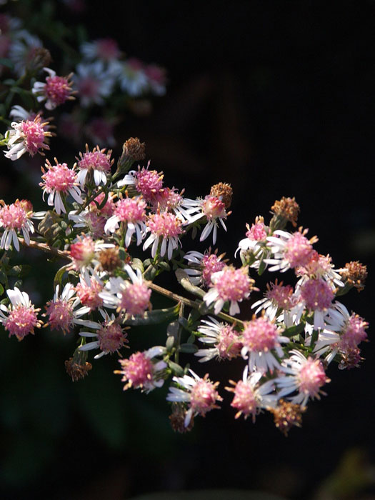 Aster laterifolius var. horizontalis 'Lady in Black', Waagerechte Aster, Herbst-Aster