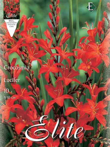 Montbretie 'Lucifer', Crocosmia masonorum (Art.Nr. 521068)