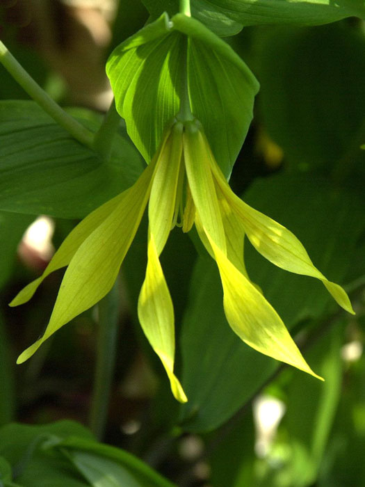 Uvularia grandiflora, Hänge-Goldglocke