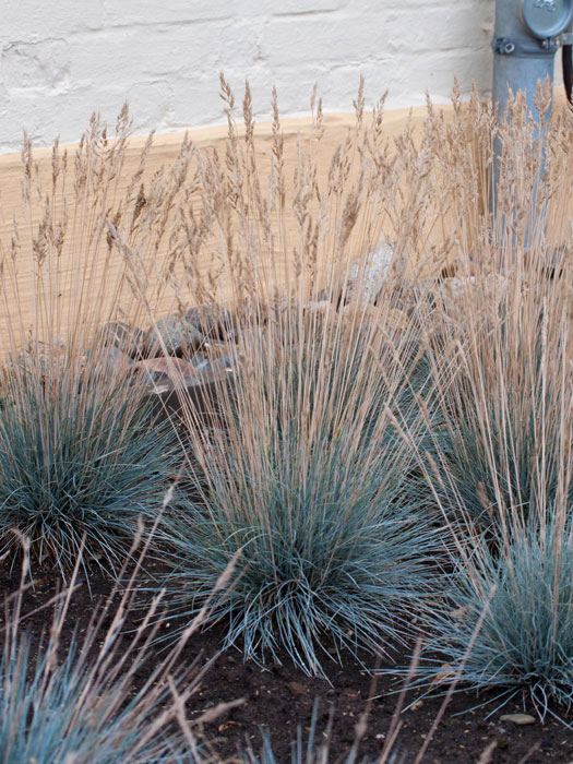 Festuca cinerea 'Azurit' (M), Blau-Schwingel