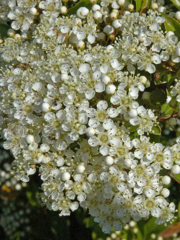 Nahaufnahme einer Pyracantha Bluete