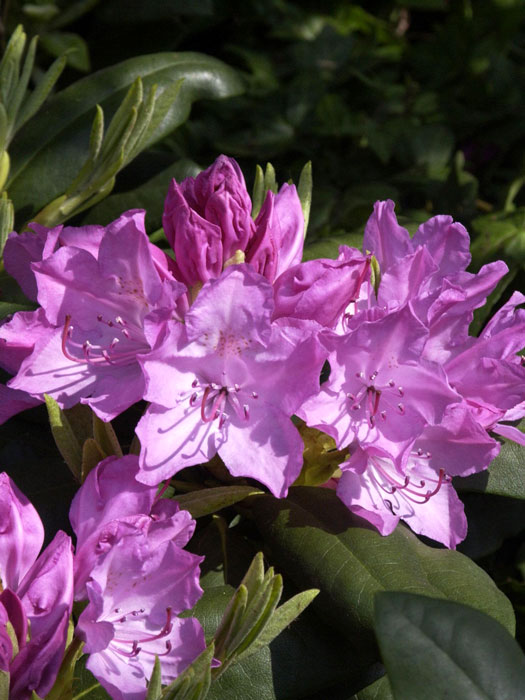 Rhododendron 'Roseum Elegans'