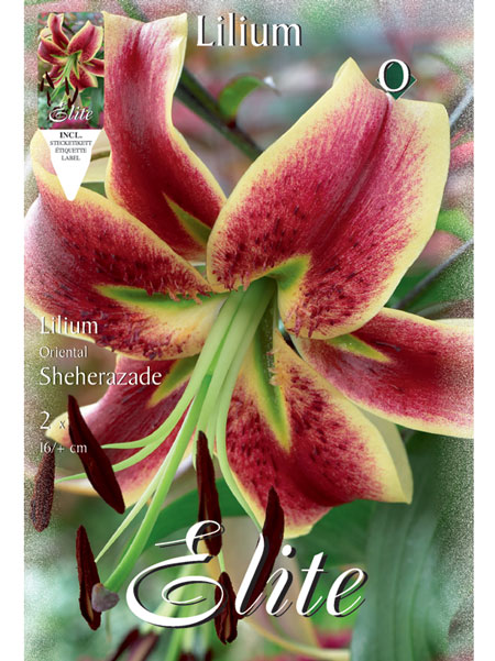 Orientalische Lilien-Hybride 'Sheherazade' (Art.Nr. 597145)