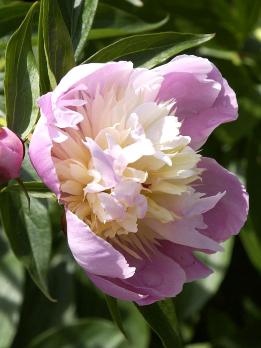 Paeonia x lactiflora 'Bowl of Beauty', Edel-Pfingstrose