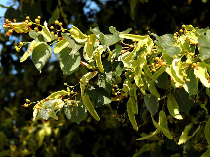 Tilia cordata, Winterlinde