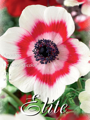 Anemone De Caen 'Bicolor', Anemone coronaria (Art.Nr. 520752)