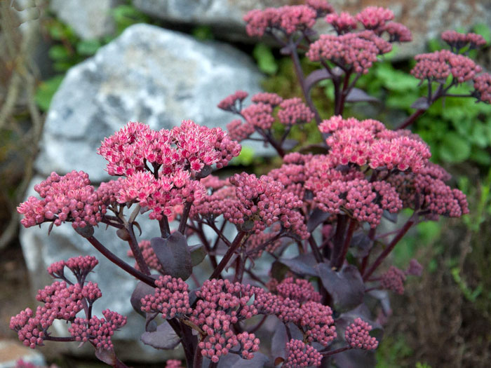 Sedum telephium 'Xenox' ®, Hohe Garten-Fetthenne