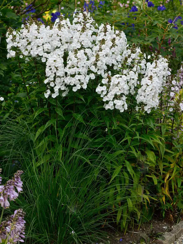 Phlox Omega in einem Beet