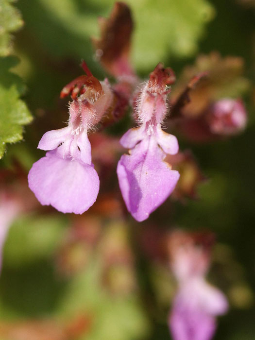 Teucrium x lucidrys (syn. chamaedrys hortensis)  (M), Edel-Gamander, immergrüner Gamander, Zauberblume