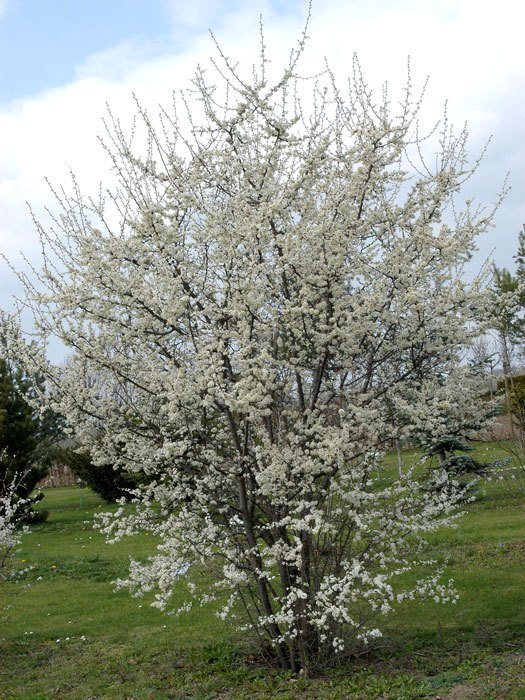 Prunus spinosa, Schwarzdorn, Schlehe