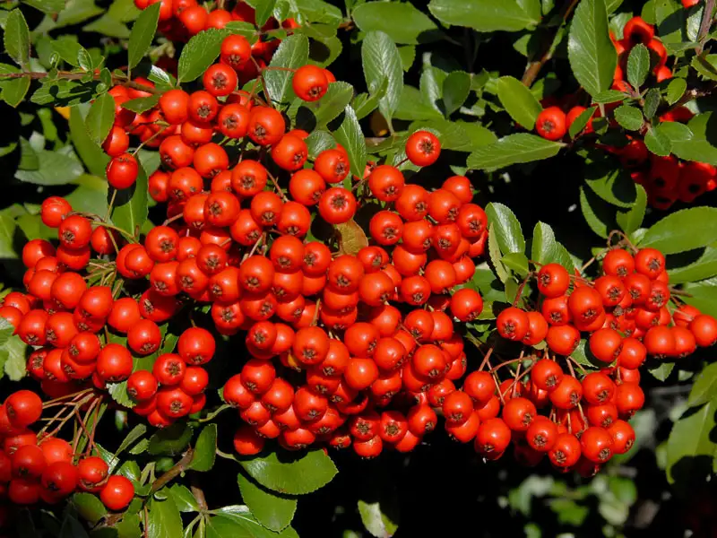 Nahaufnahme der roten Feuerdorn-Beeren