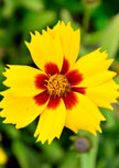 coreopsis-sterntaler56d98fbeb5c2d