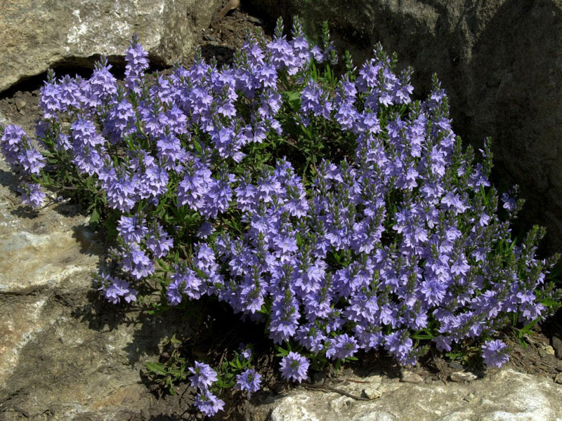 Veronica prostrata blau (M), Niederliegender Ehrenpreis