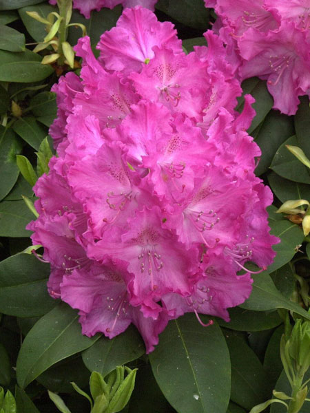 Rhododendron 'Germania'