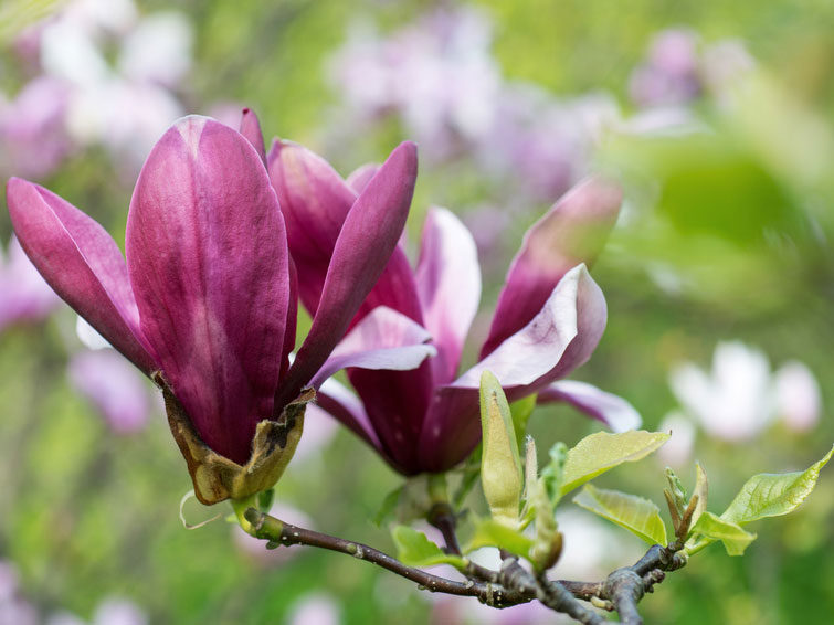 Magnolia Vulcan, Magnolie